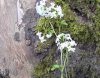 Cardamine trifoliata